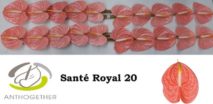 <h4>Anth A Sante Royal 9 cm X20 Oosterzon</h4>