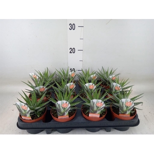 Haworthia fasciata 'Big Band'