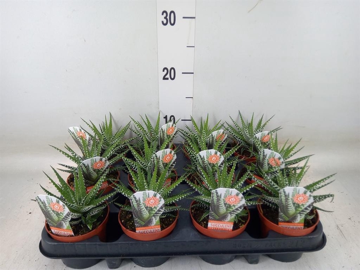 <h4>Haworthia fasciata 'Big Band'</h4>