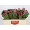 Protea Barbigera Early Mountain Queen