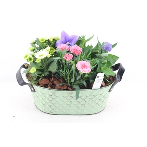 arr4 Outdoor PL - Zink ovaal groen ruit Los