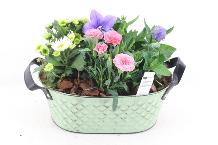 <h4>arr4 Outdoor PL - Zink ovaal groen ruit Los</h4>