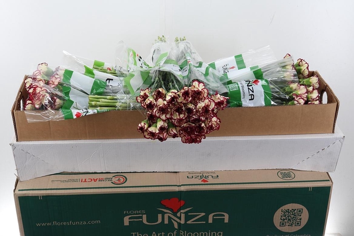 <h4>Di St Bostick Box</h4>