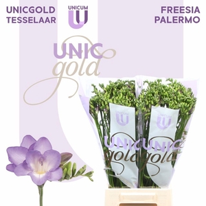 Freesia enk Palermo