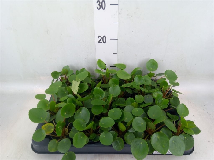 <h4>Pilea peperomoides</h4>