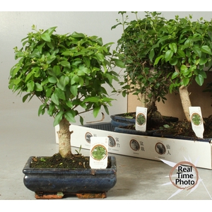 BONSAI GEM