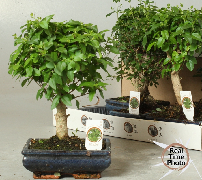 <h4>BONSAI GEM</h4>