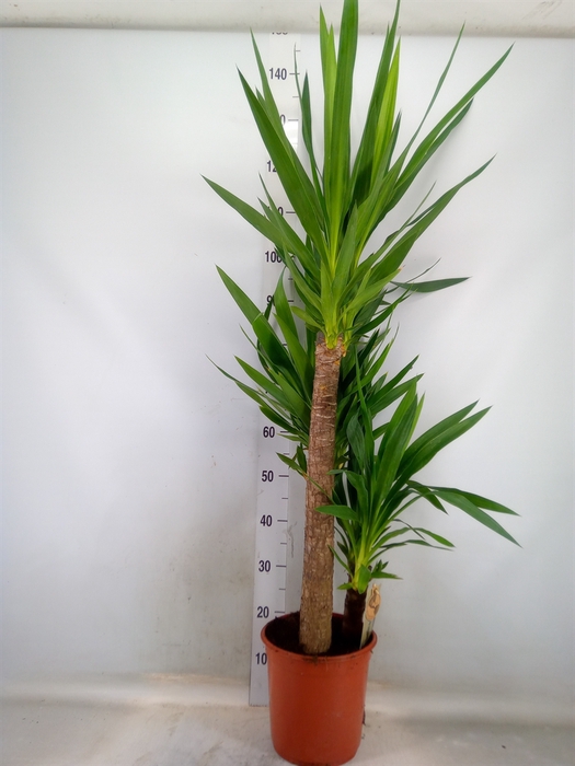 <h4>Yucca   ...</h4>