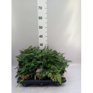Humata griffithiana var. tyermannii