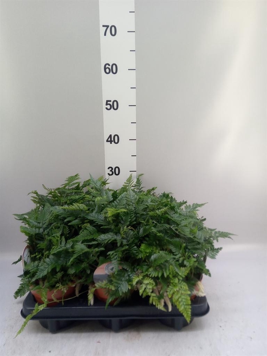<h4>Humata griffithiana var. tyermannii</h4>