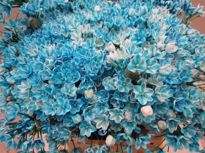 <h4>Allium Flocon G L Blauw</h4>