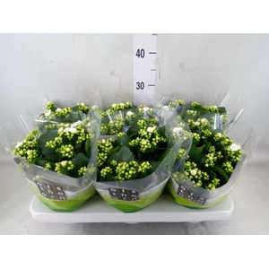 Kalanchoe blos. 'Calandiva Whites'