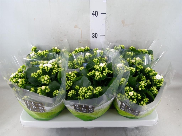 <h4>Kalanchoe blos. 'Calandiva Whites'</h4>