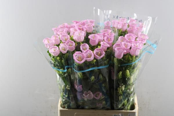 <h4>Campanula Rose</h4>