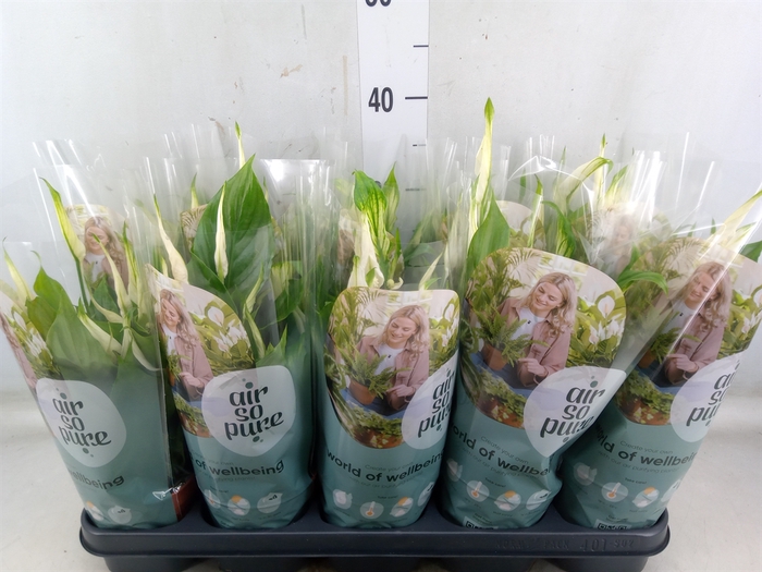 <h4>Spathiphyllum  'Bellini'</h4>