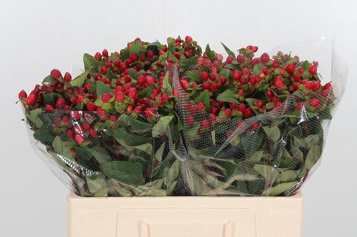 <h4>Hyp Mag Triumph</h4>