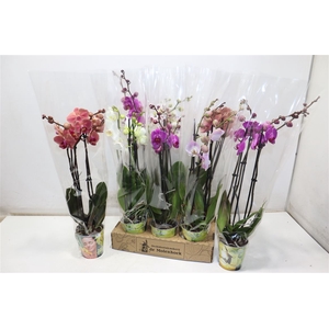 Phal Gem 4 Kl