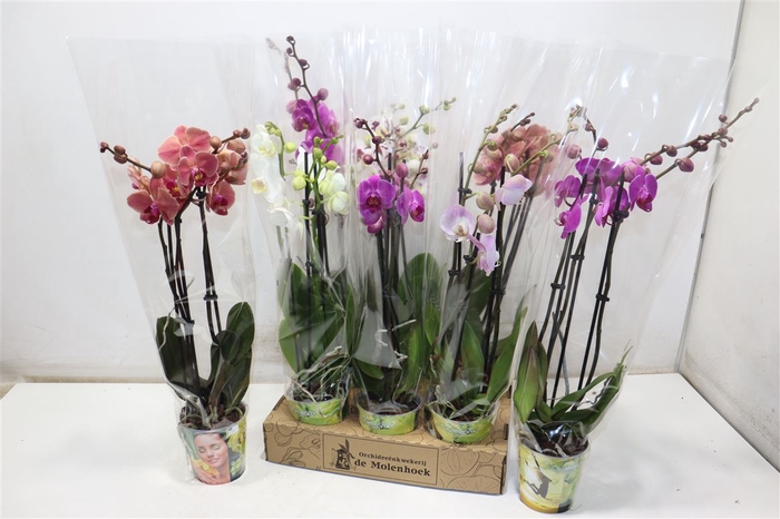 <h4>Phal Gem 4 Kl</h4>