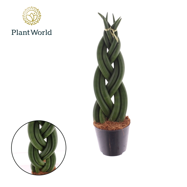 <h4>Sansevieria cylindrica 'Twist'</h4>
