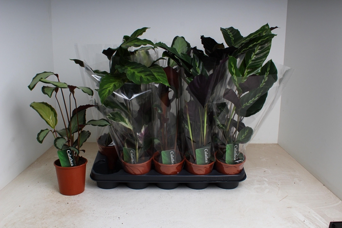 <h4>CALAT GEM 3 SRT</h4>