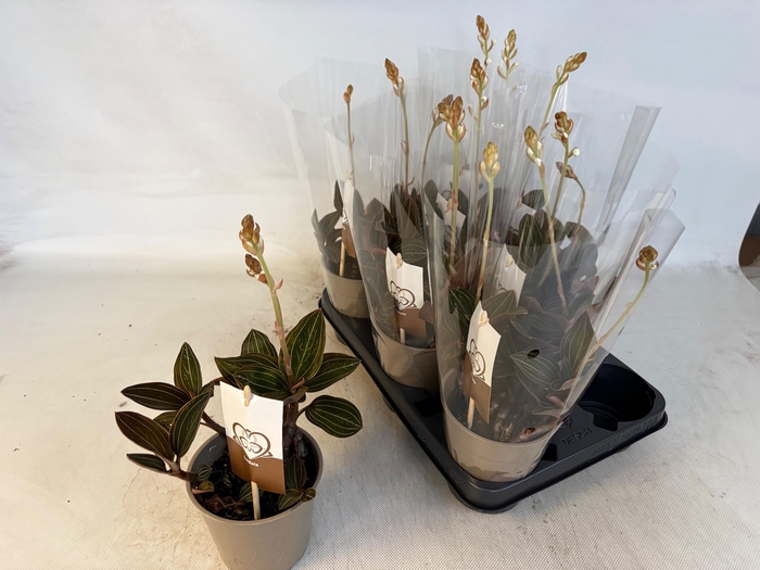 <h4>LUD DISCOLOR</h4>