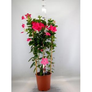 Mandevilla sand. 'SumStar Pink'