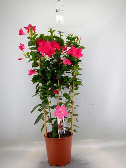 <h4>Mandevilla sand. 'SumStar Pink'</h4>
