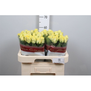 R Gr Minion Rose