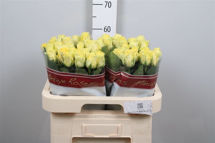 <h4>R Gr Minion Rose</h4>