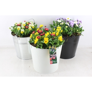 arr4 Outdoor MB - Zink emmer mix XL