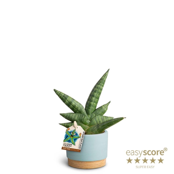 <h4>SANSEVIERIA BONCELLENSIS P7</h4>