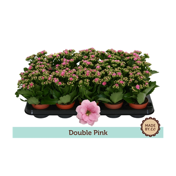 <h4>Kalanchoë Double Pink - no sleeve</h4>