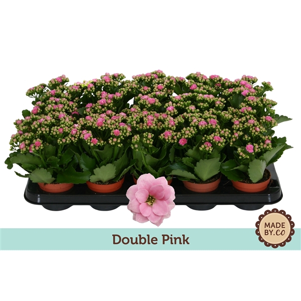 Kalanchoë Double Pink - no sleeve