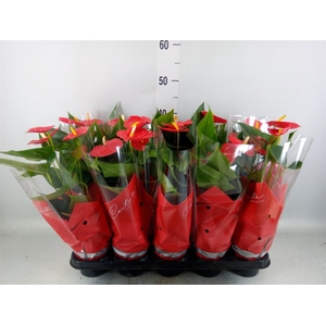 Anthurium andr. 'Esudo'