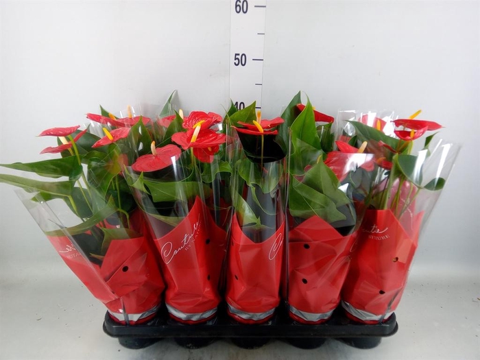 <h4>Anthurium andr. 'Esudo'</h4>