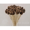 Stick pinecone naturel