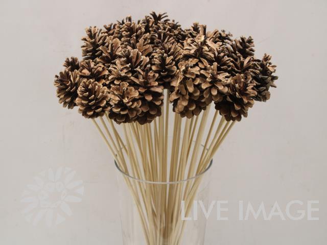 Stick pinecone naturel