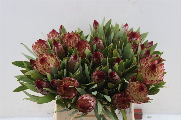 <h4>Protea Robijn 40cm</h4>