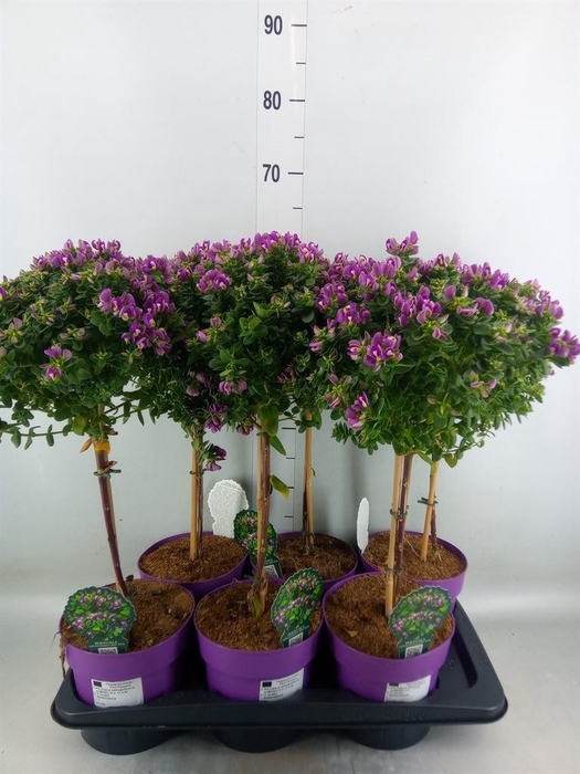 <h4>Polygala myrtifolia</h4>
