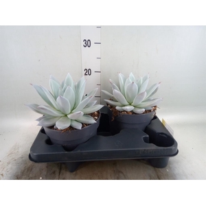 Echeveria  'Mexican Giant'