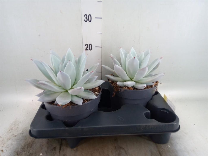 <h4>Echeveria 'Mexican Giant'</h4>