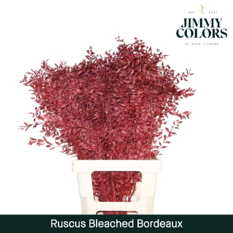 <h4>Gebleekt Ruscus Italiaans L70 Klbh. bordeaux</h4>