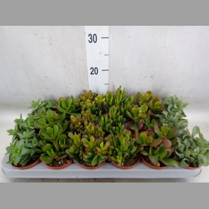 Crassula   ...mix