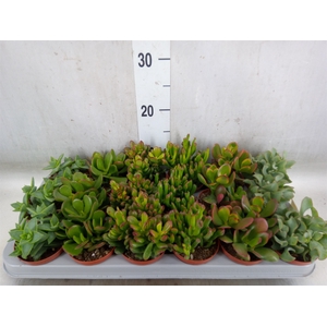 Crassula   ...mix