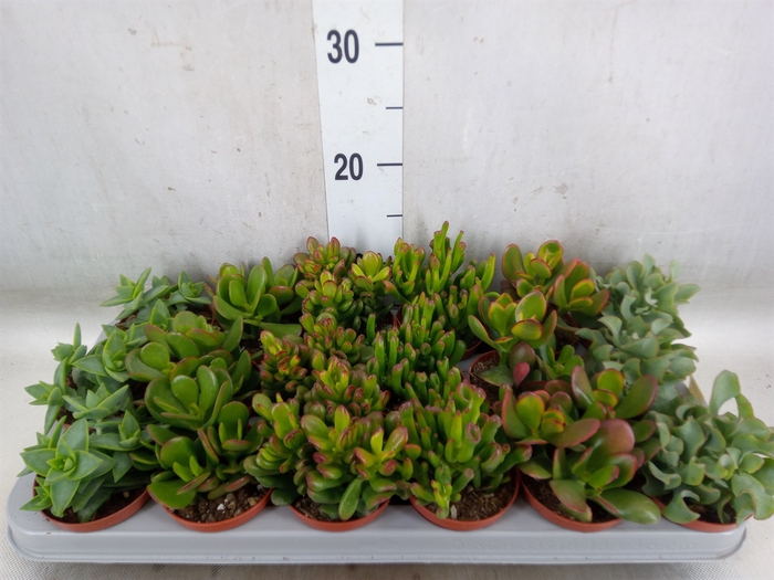 <h4>Crassula   ...mix</h4>