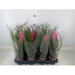 Tillandsia cyanea 'Anita'