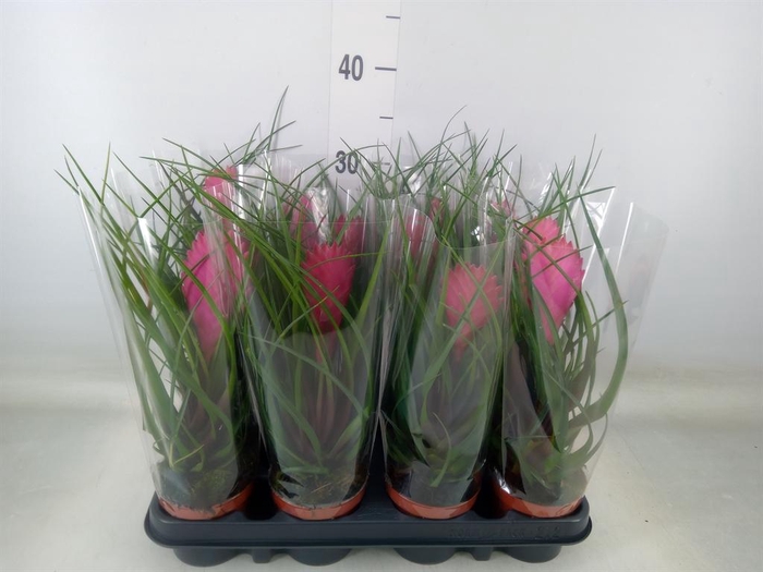 <h4>Tillandsia cyanea 'Anita'</h4>