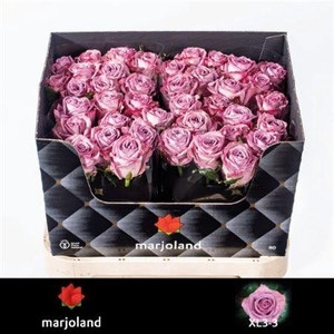 Rosa a grande fleur Nayeli!