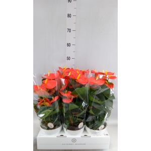 Anthurium andr. 'Orange Champion'