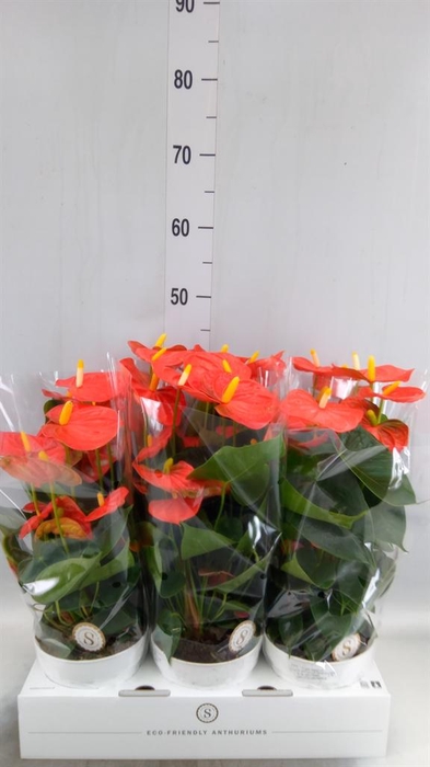 <h4>Anthurium andr. 'Orange Champion'</h4>